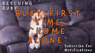 We left Ruby `home alone` for an hour | Sofia (supermama) from Takis Shelter