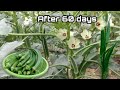 Growing Okra at Home / How to Grow Okra from Seeds to Harvest / Easy for Beginners by NY SOKHOM