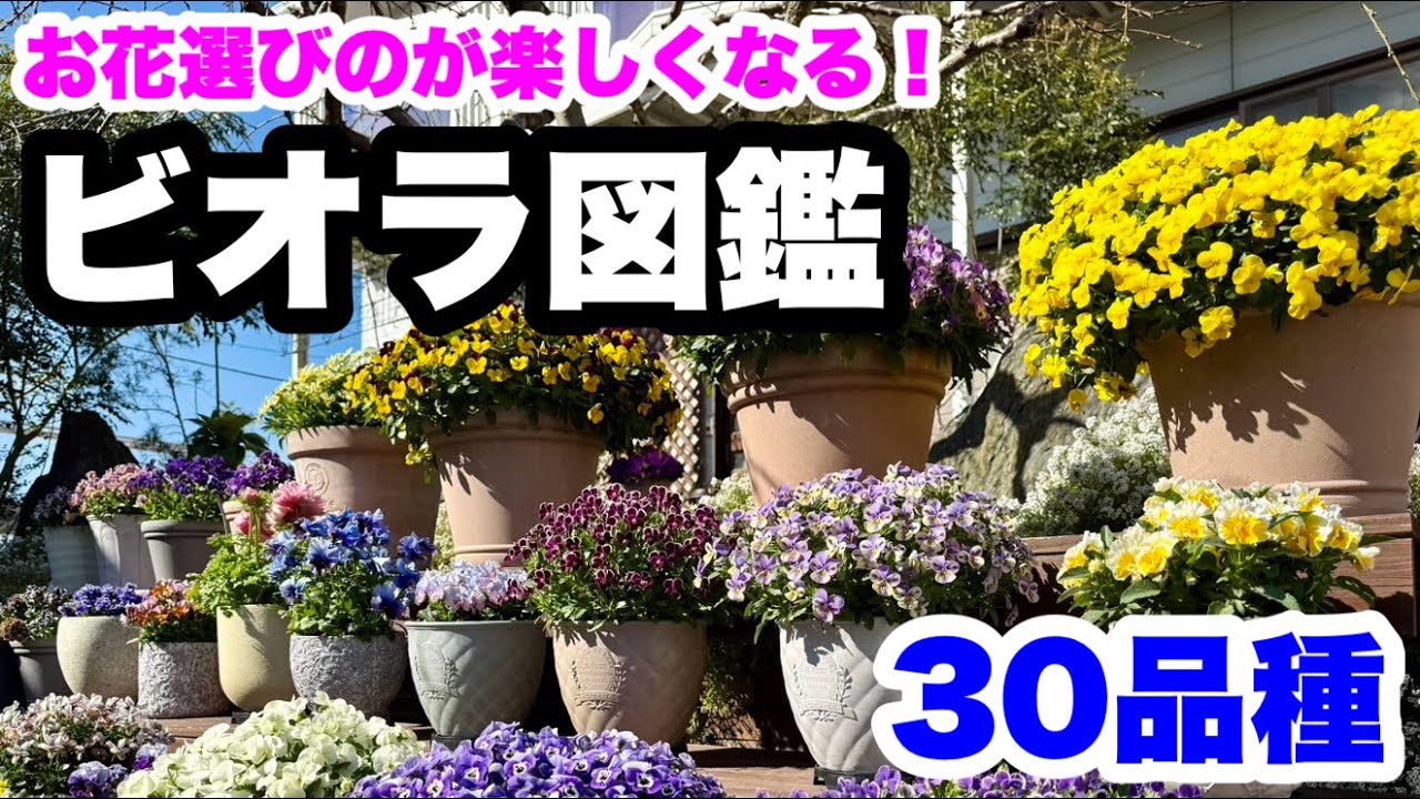 ■超満開がここに！【ビオラの図鑑】30品種🪴