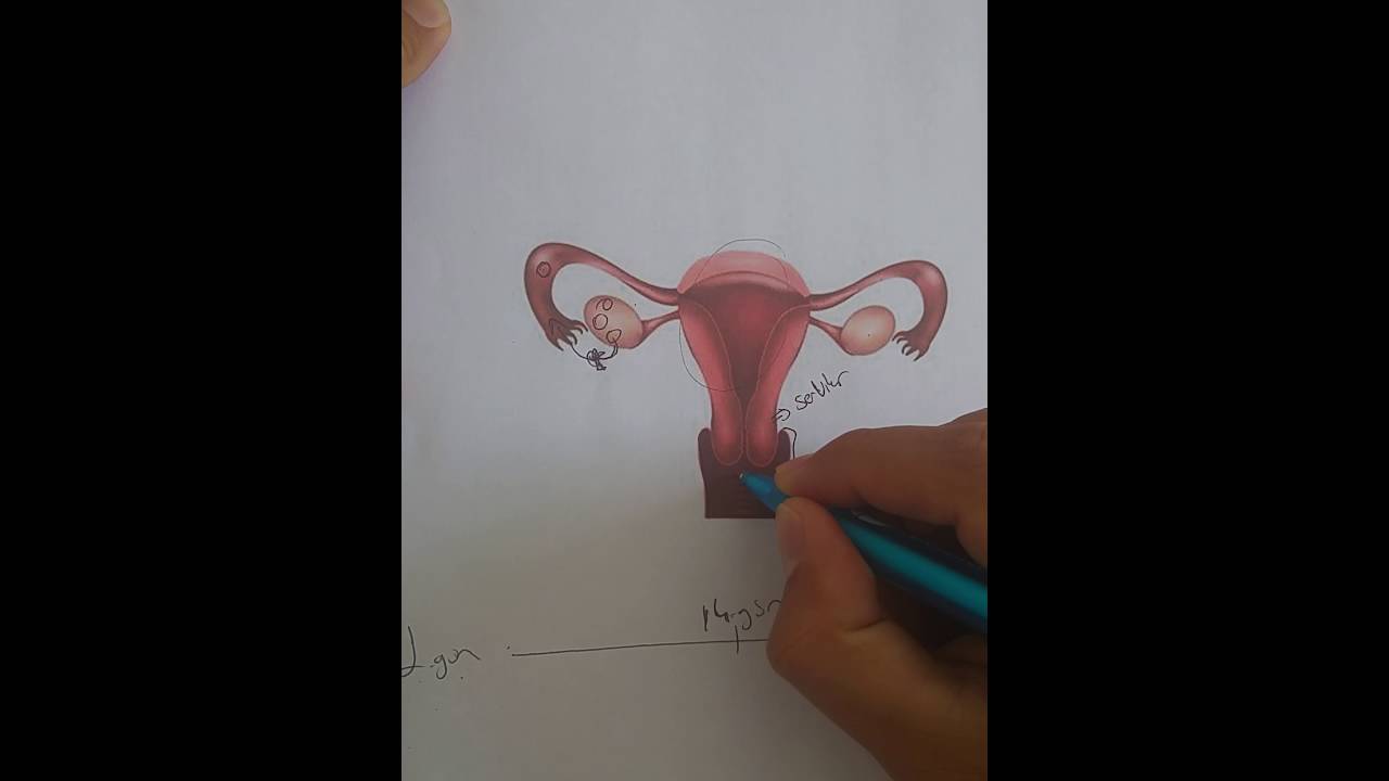 Gebelik nasıl oluşur Gebelik nasıl oluşur