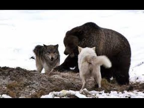Video: Kara kurt, Kanada ve Alaska'da yaşar
