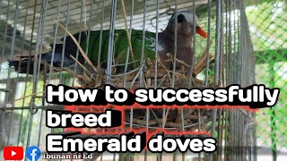How To Successfully Breed Emerald Doves