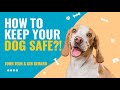 Theives know how to steal your dog. How to stop dog thefts.