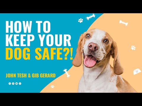How to Keep Your Dog Safe When Pet Theft Is on the Rise