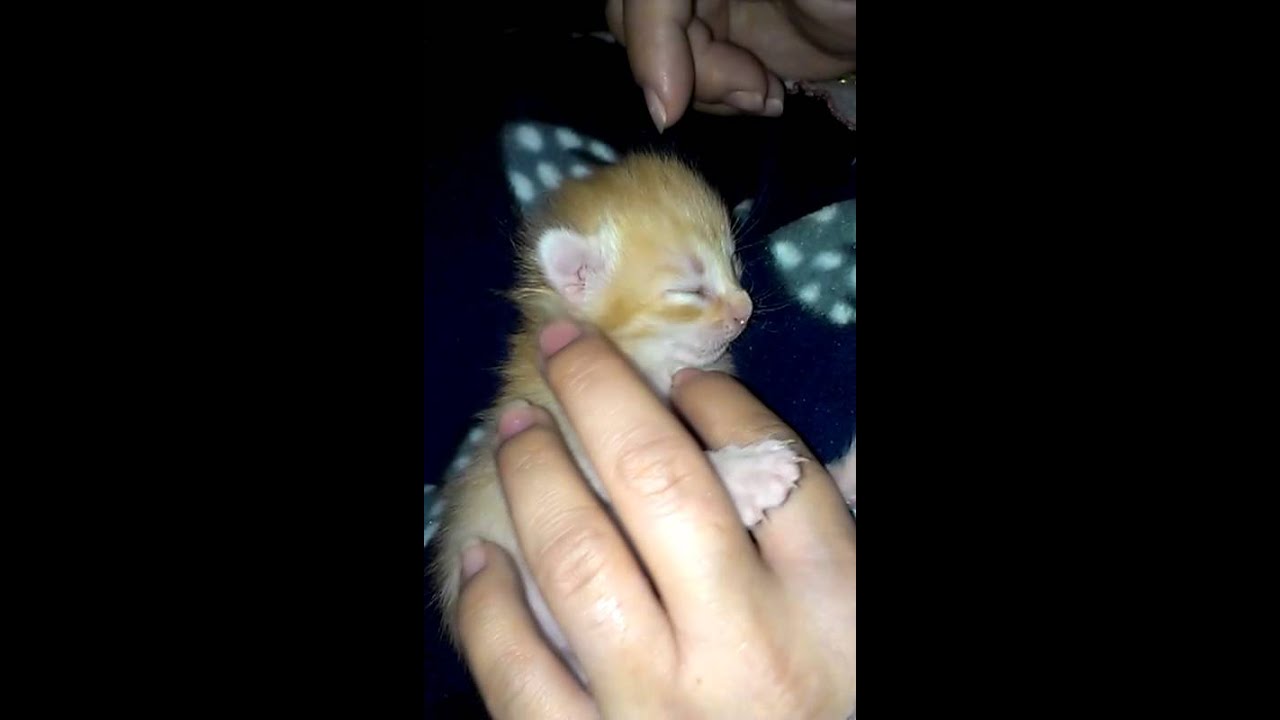 minik kedi yavrusu Exxx YouTube