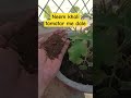 Neem khali tamatar me dale #gardeningvideos #kitchingarden #indoorgardening #houseplants #plants