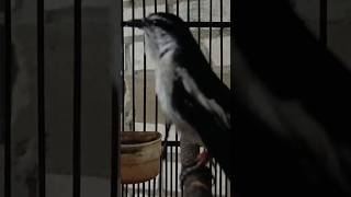 pancingan kapasan kemiri || KAPASAN KEMIRI