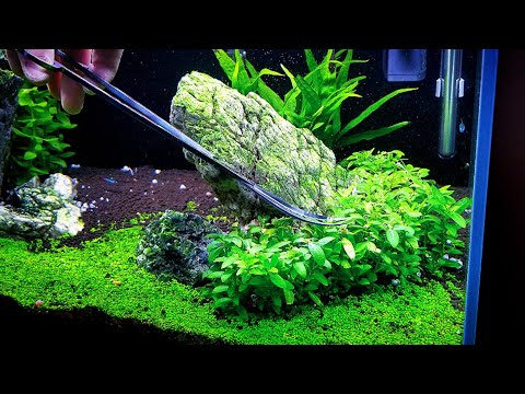 COME: Trim piante d'acquario