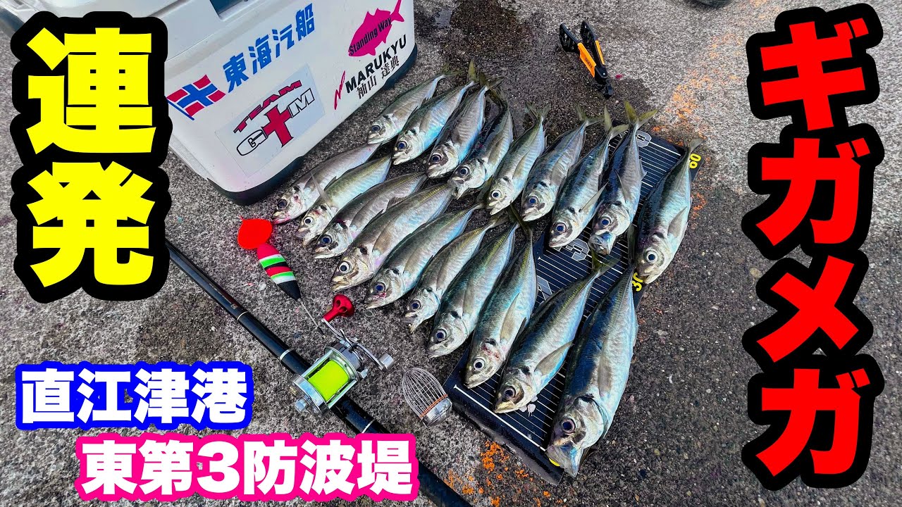 直江津港東第３防波堤！予約が取れないギガアジ釣れるスーパー堤防は凄かった‼️【両軸遠投カゴ釣り】