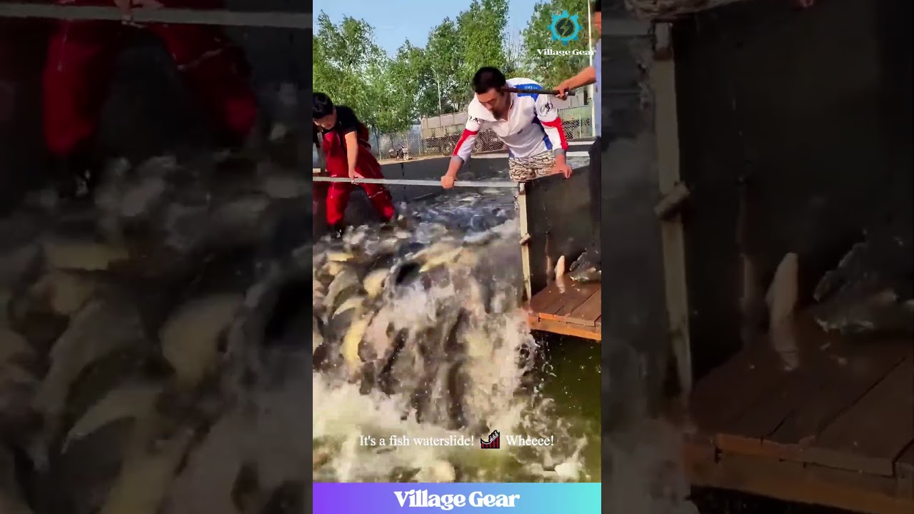 They Just Released the KRAKEN of All Fish Swarms! 😂 My Brain Can't Handle This Many Fish! 