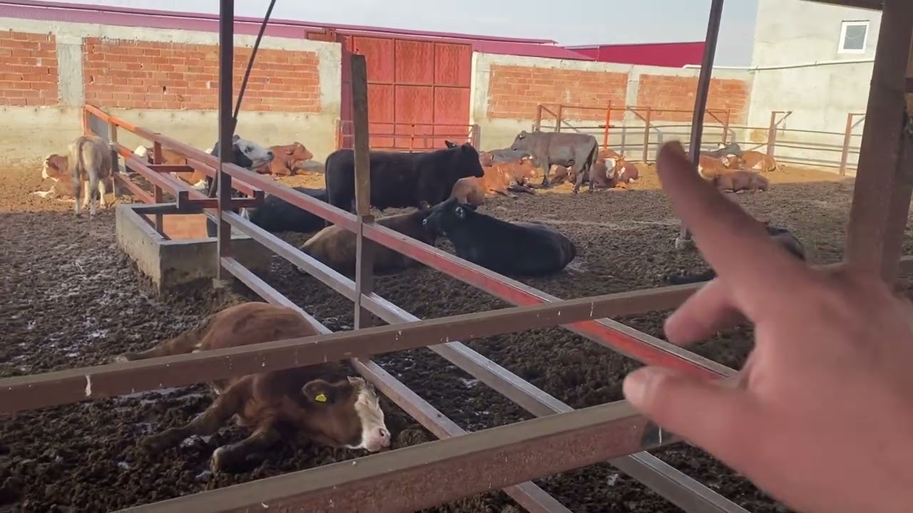 Hayvancılığa gireceklere tavsiyeler