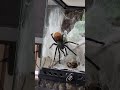 メンテ中のふがし #タランチュラ #tarantula