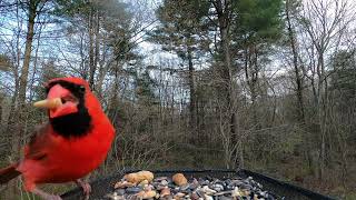 Northern Cardinal