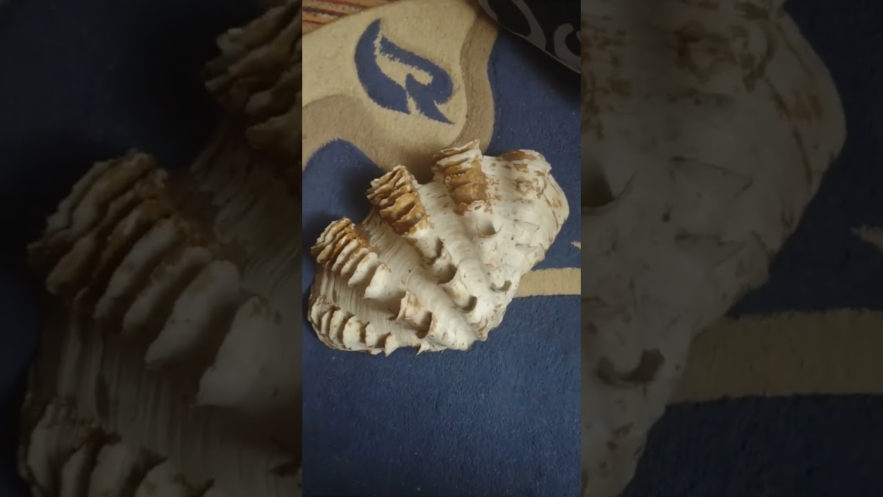 Scoica mare originala 