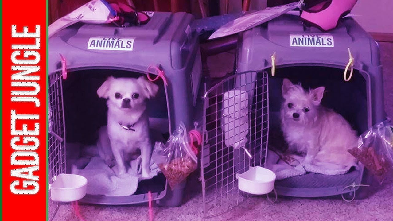 Best Dog Kennel 2021 Petmate Sky Kennel YouTube