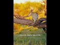 The History Of Leopards In The Luangwa Valley.