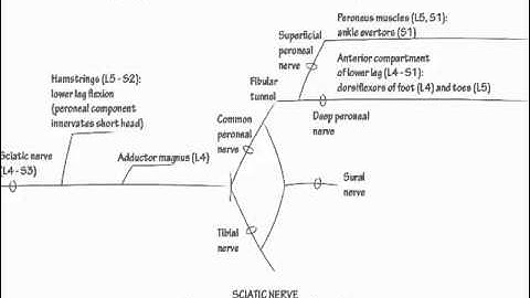 Sciatic Nerve - Draw it to Know it - Neuroanatomy Tutorial