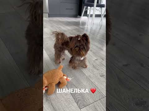 ШОКОЛАДНЫЙ ЙОРК ЖИВЁТ В ТУРЦИИ 🇹🇷#köpek #smalldog #йорк #турция#shorts
