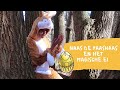 NAAS DE PAASHAAS EN HET MAGISCHE EI (Aflevering 1/3) - | THEATER MET PUCKIE