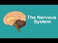 Class 5 Science | Human Nervous System, Parts, Diagram and Functions | Pearson