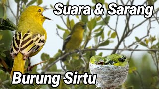 Suara dan sarang burung sirtu di alam liar