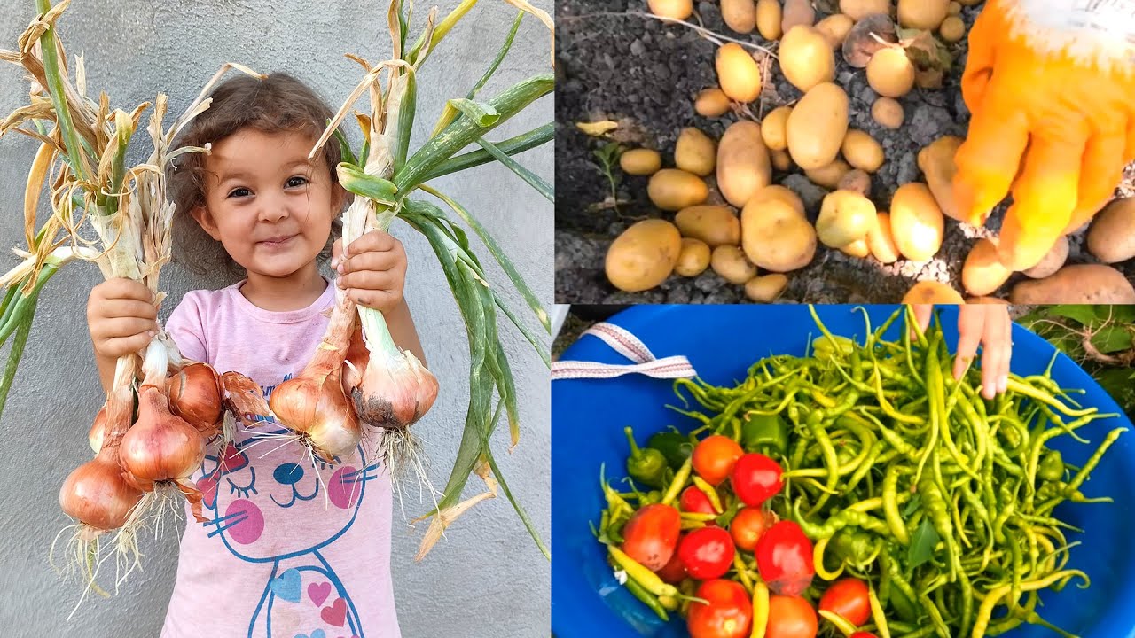 Köy vloğu, Salça, Bahçe işleri ve daha fazlası..