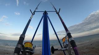 Conger Eels, Smoothhounds & Bass
