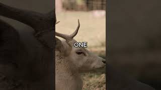 One WORLD edit | Shiloh Dynasty - Novocaine | #animals #wildlife #nature #edit