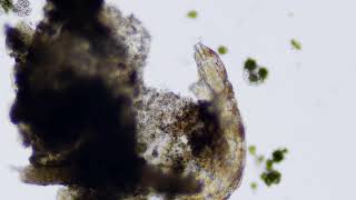 Milnesium Sp. Tardigrade