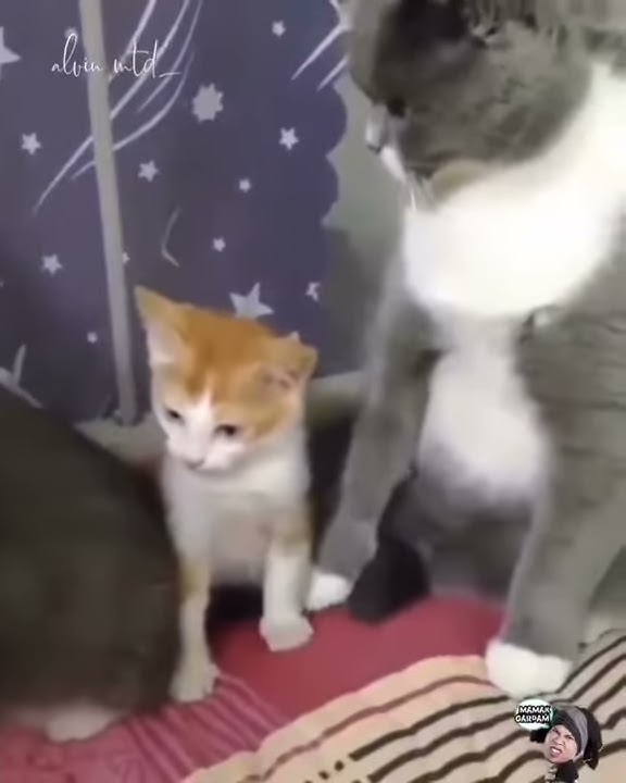 Kasian Kucing Kecil Nya Terinjak
