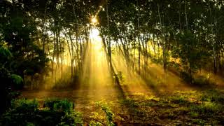 Seeing the Forest for the Trees (HD1080p)