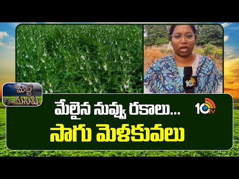 మేలైన నువ్వు రకాలు... సాగు మెళకువలు | Sesame Crop Farming | Matti Manishi | 10TV - 10TVNEWSTELUGU