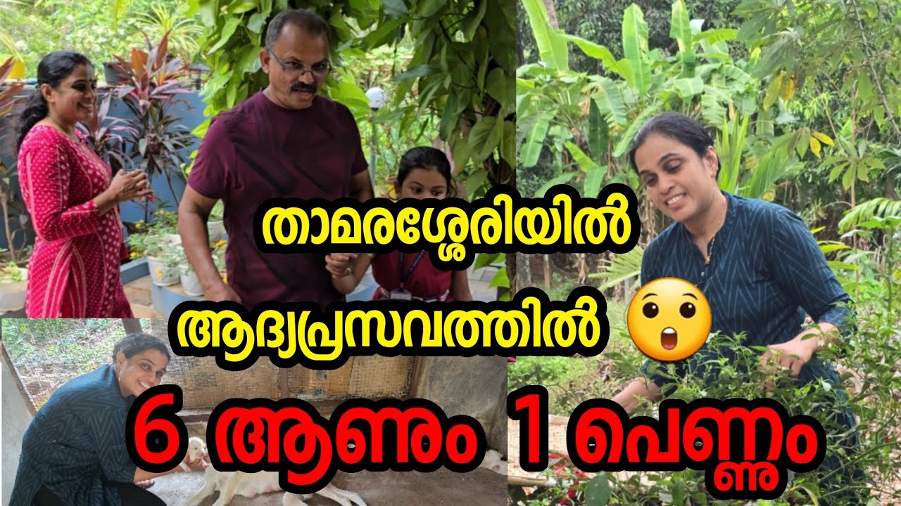 താമരശ്ശേരിയിൽ ആദ്യപ്രസവത്തിൽ 6 ആണും 1 പെണ്ണും | Pregnancy Secret🥰 | ബജി Baji Recipe - Snacks