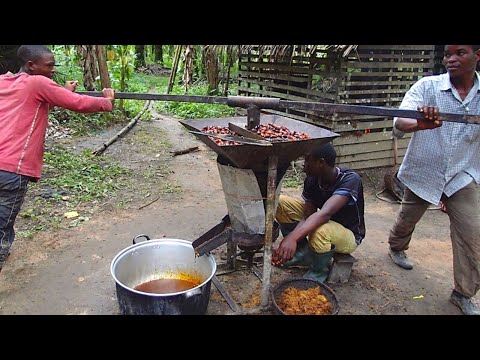 Видео: Откуда берется экологичное пальмовое масло?