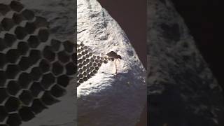 Giant wasp nest at the Natural History Museum #nature #history #shorts