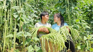Harvesting green vegetables and selling them at the market, building a daily life. Linh's Life