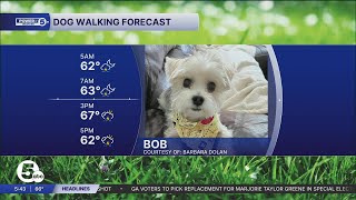 Wednesday's Dog Walking Forecast