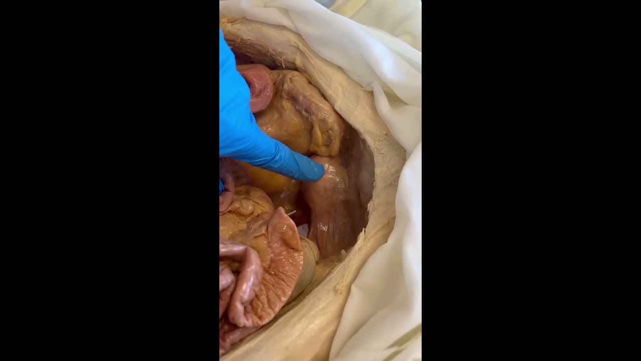 What Pregnancy Does To The Body