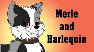 Dog Colour Genetics: Part 5 - Merle and Harlequin