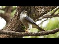 Finding Japanese sparrow hawk