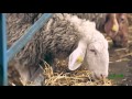 MODEL DAIRY SHEEP FAMILY FARM - ΠΡΟΤΥΠΗ ΟΙΚΟΓΕΝΕΙΑΚΗ ΠΡΟΒΑΤΟΤΡΟΦΙΚΗ ΜΟΝΑΔΑ ΠΡΟΒΑΤΩΝ ΦΥΛΗΣ ΑΣΣΑΦ