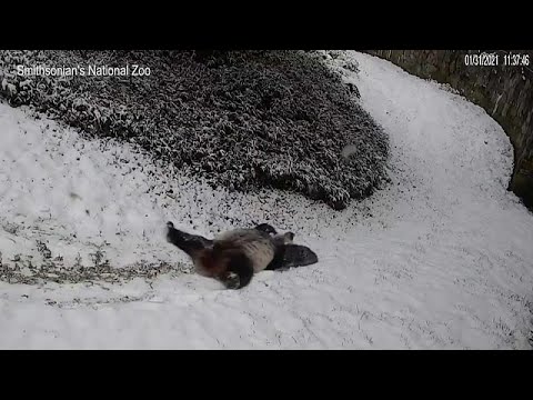 Vídeo: Adoráveis pandas Brincando Na Neve