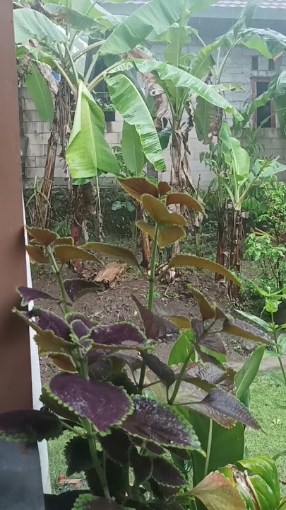 rintik hujan part 1 | story wa hujan