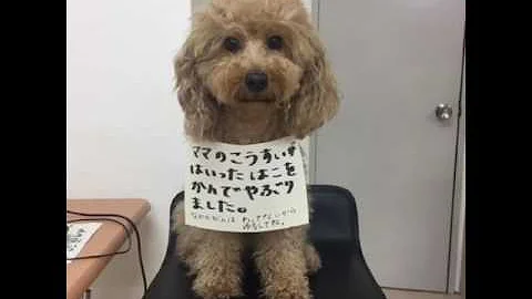 しゃべる犬 宮崎弁でしゃべるナナちゃんが面白い お友達のペットも出てきて笑わせちゃうよ ヨロシクお願いしま す تحميل Download Mp4 Mp3
