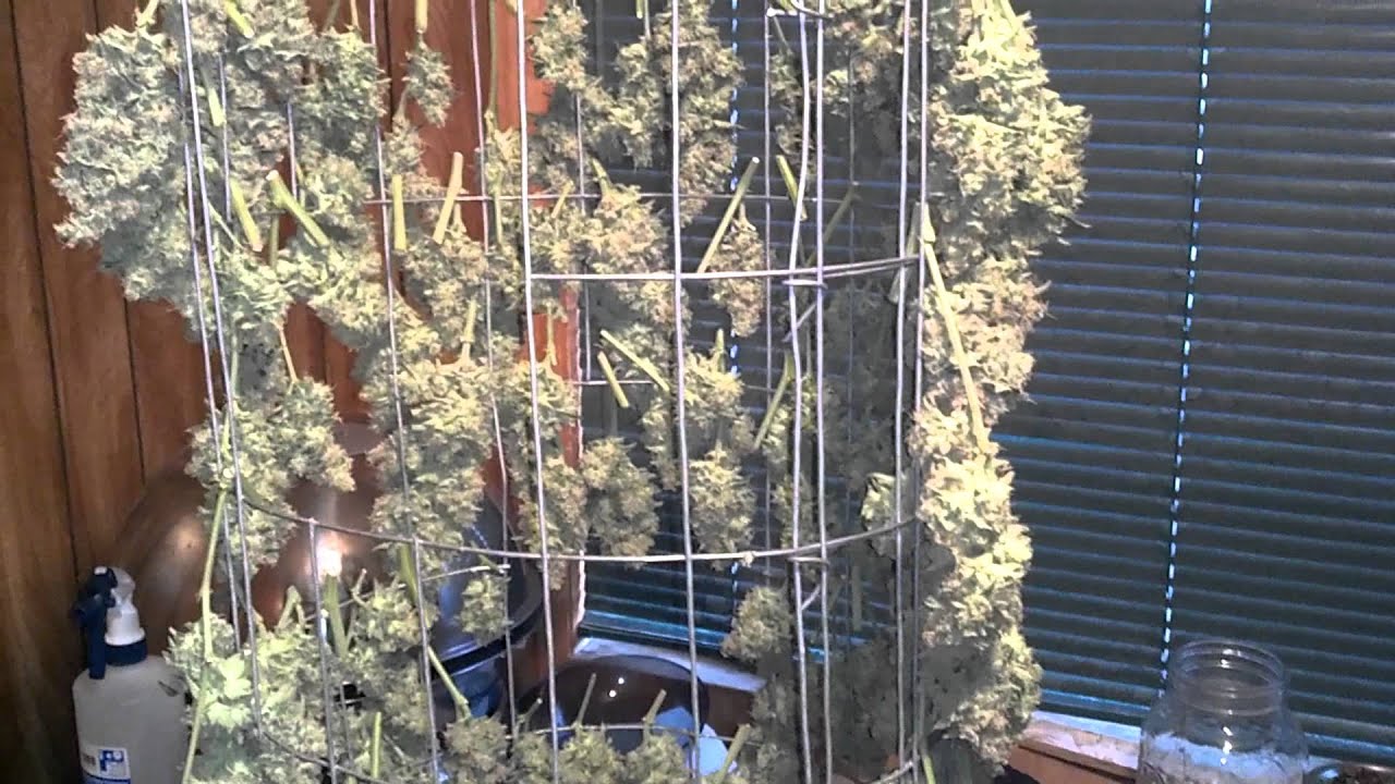 G13 Pineapple Express HD