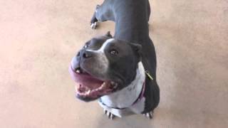 Darcy A 2 Year Old Pit Bull Mix Available For Adoption At The Wisconsin Humane Society