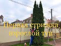 Первая стрижка взрослой туи