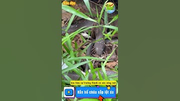 "Quá trình lột da kinh ngạc của rắn hổ chúa!" 🎥🔥