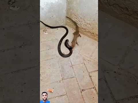 شاهد النمس كيف شغفل الافعى بالحرشفه 