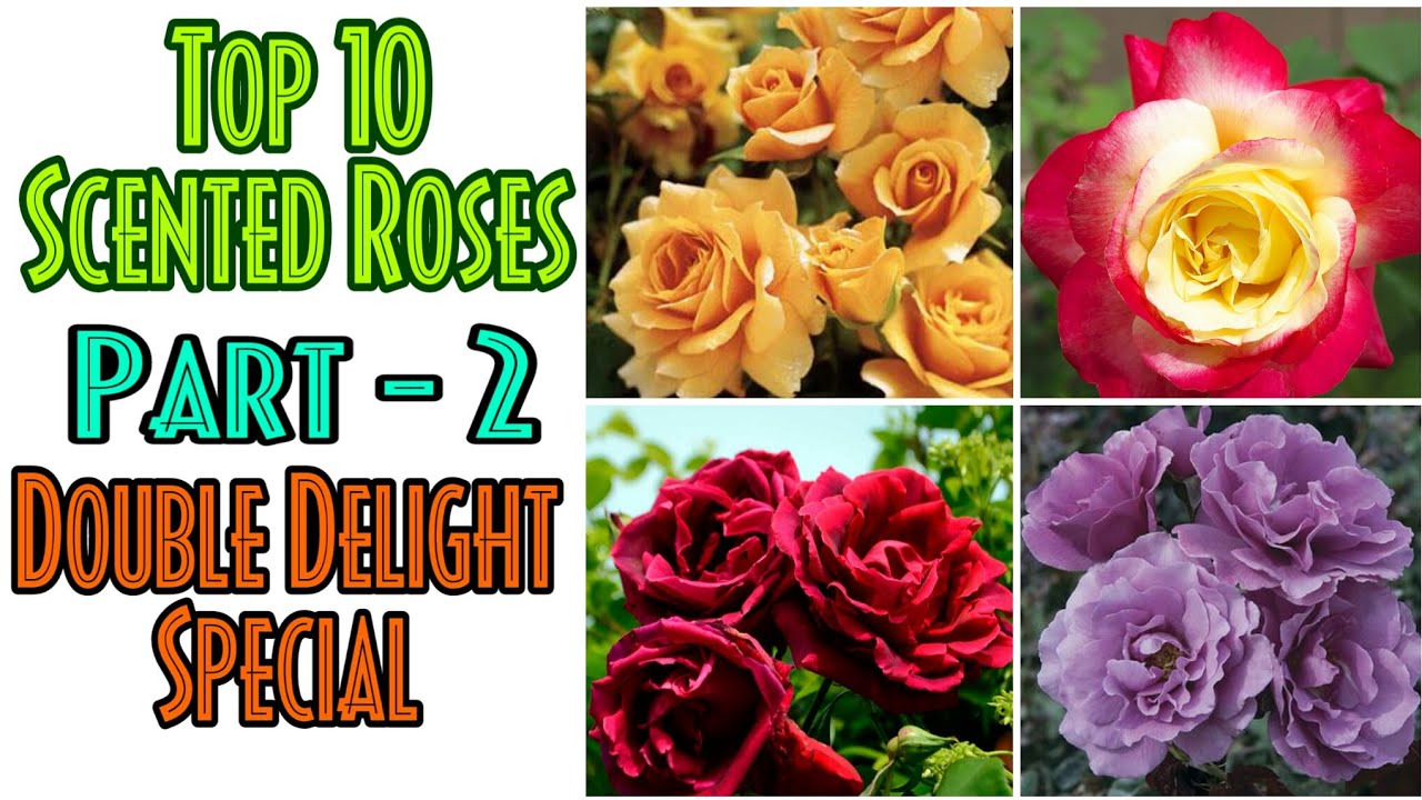 45 Top 10 Scented Rose Plants Part 2 Rose Ideas Episode 2